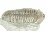 Prone Flexicalymene Trilobite - Mt Orab, Ohio #380322-2